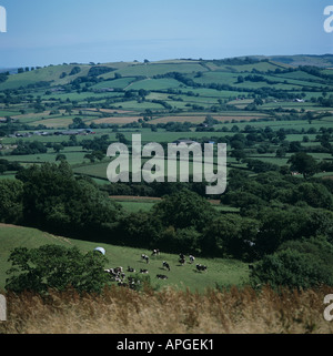 Sanften Devon Ackerland im Sommer mit kleinen Feldern Bäumen weidenden Rinder Stockfoto