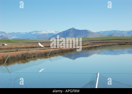 Fisch Brüterei Central Valley in Kalifornien in der Nähe von Fresno Sierra Nevada Berge Winter Stockfoto