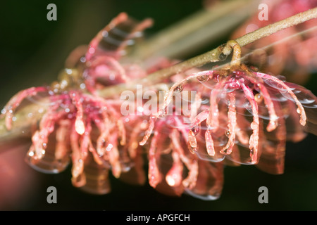 Nass rote Zaubernuss Blumen Hamamelis mit Regentropfen hängen aus den Blütenblättern Stockfoto