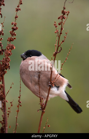 Gimpel Pyrrhula Pyrrhula Weibchen auf dock cornwall Stockfoto