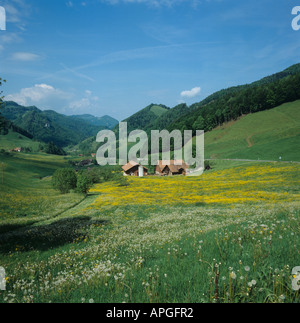 Schweizer Almen mit Rasen, blühenden Löwenzahn und kleine Chalets im Frühjahr Stockfoto