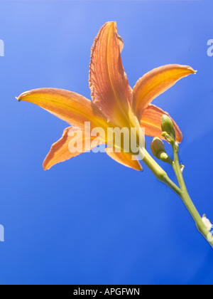 Blume-vertikal Stockfoto