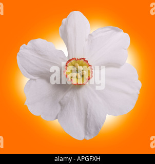 Blume Stockfoto