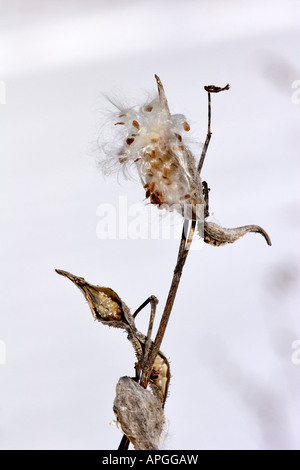 Seidenpflanze (Asclepias Syriaca) Pflanzensamen im Winter. Stockfoto