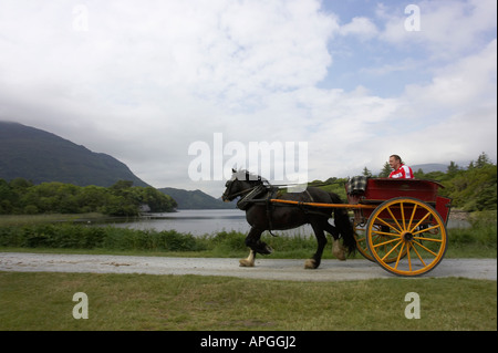 Fahrer nimmt ein Pferd und Falle Kurzaufenthalte Cart fahren neben den Killarney Seen am Muckross Abbey County Kerry Stockfoto