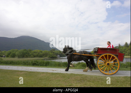 Fahrer nimmt ein Pferd und Falle Kurzaufenthalte Cart fahren neben den Killarney Seen am Muckross Abbey County Kerry Stockfoto