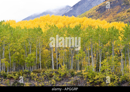 Alaska fallen entlang Glenn Highway Matanuska River Tal Stockfoto