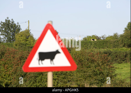 dreieckige weiße und schwarze Rotvieh überqueren voraus Warnung Straßenschild mit Kuh im Feld in der Ferne Stockfoto