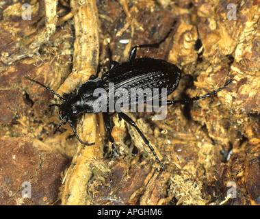 Eine attraktive Boden Käfer Carabus Granulatus auf Holz Dartmoor Stockfoto