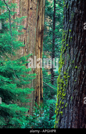 Pinien und Mammutbäume in Long Meadow Grove, Sequoia National Forest, die Berge der Sierra Nevada, Kalifornien, USA Stockfoto