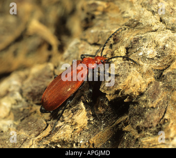 ein Kardinal Beetle Pyrochroa Coccinea auf Holz Stockfoto