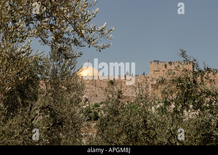 Israel Jerusalem Olivenbäume im Garten von Gethsemane Stockfoto