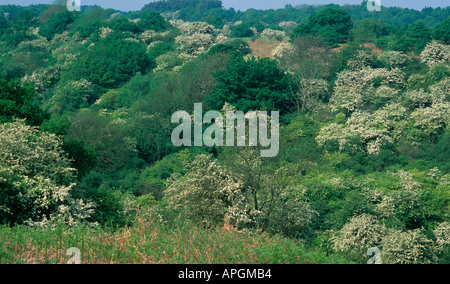 May Blossom Hawthorn Crataegus monogyna Berkhamsted Common Herts Stockfoto