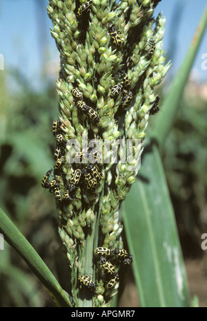 Mais, Maiswurzelbohrer Diabrotica Spp Erwachsene Massierung auf ein Ohr von Sorghum Südafrika Stockfoto