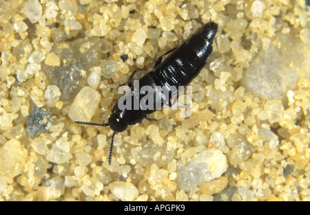 Rove Aleochara Bilineata Erwachsene Käferlarven sind parasitäre auf Kohl Wurzel Fliegenlarven Stockfoto