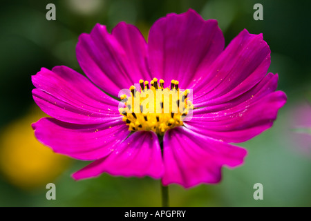 Einer Blume hautnah. DOF Stockfoto