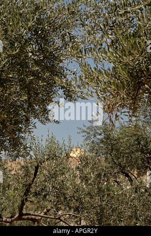 Israel Jerusalem Olivenbäume im Garten von Gethsemane Stockfoto