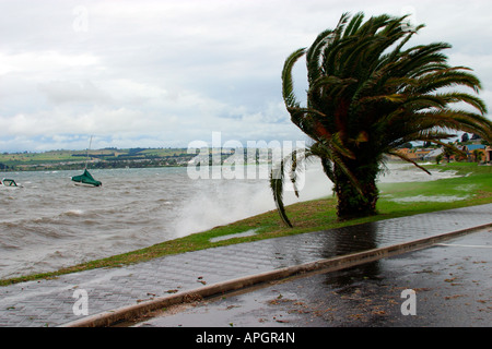 stürmisches Wetter am Lake Taupo hohe Wellen am Ufer und vom Wind verwehten Palme Nordinsel Neuseeland Stockfoto