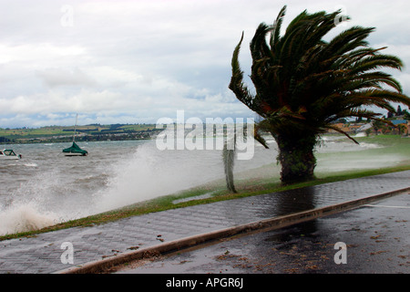 stürmisches Wetter am Lake Taupo hohe Wellen am Ufer und vom Wind verwehten Palme Nordinsel Neuseeland Stockfoto