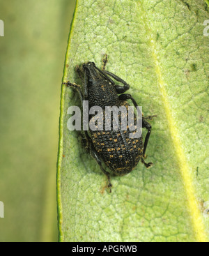 Erwachsene Dickmaulrüssler Otiorhynchus Sulcatus, eine schwere Pest von Topf und Container einige Sträucher und Zierpflanzen angebaut Stockfoto