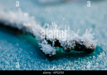 Detail der Eiskristalle nach einem harten frost Stockfoto