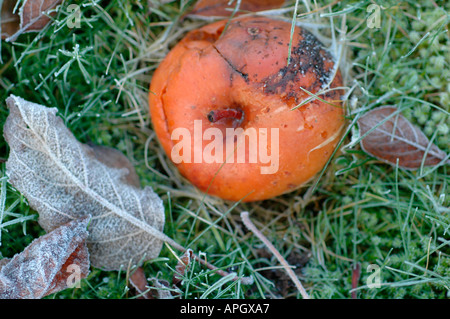 Detail der faulen Apfel und Blätter Stockfoto