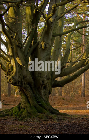 Alten verdreht Baum im Wald Stockfoto