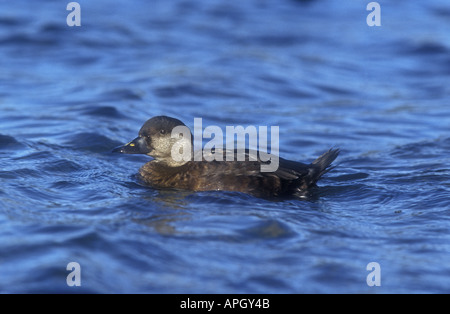 GEMEINSAMEN über Melanitta nigra Stockfoto