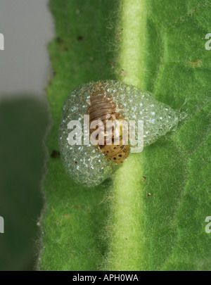 Gemeinsamen Blutzikade Philaenus Spumarius Cuckoo Spit auf Verbascum Pflanze Stockfoto