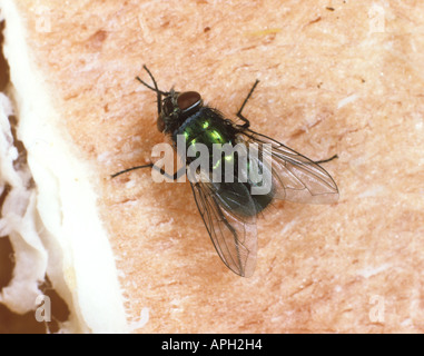 Grüne Flasche Dasyphora Cyanella Fliege an Fleisch Stockfoto