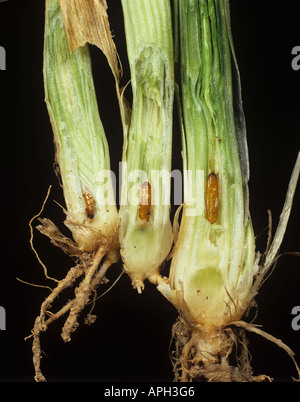 Gicht fliegen Chlorops Pumilionis Puppen in einem beschädigten Weizen Stiel Basis Stockfoto