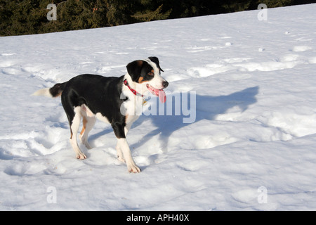 Beagle Hund im Winterschnee warten, Bayern Deutschland Europa spielen Stockfoto