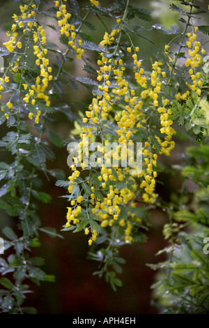 Cootamundra-Akazie Acacia Baileyana Fabaceae Leguminosen Mimosoideae Stockfoto