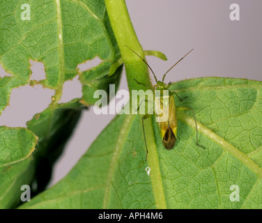 Kartoffel Kapsid Calocoris Norvegicus und Schäden an Runner Bean Blatt Stockfoto