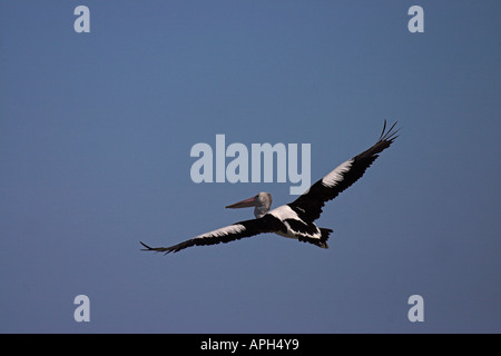 australischer Pelikan, Pelecanus Conspicillatus im Flug Stockfoto