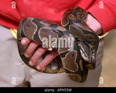 Tier-Handler holding ein Netzpython, Linton Zoo, Cambridgeshire, Großbritannien Stockfoto