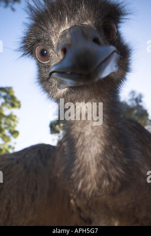 Emu, Dromaius Novaehollandiae, juvenile in Kamera Stockfoto