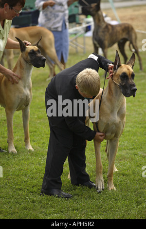 Deutsche Dogge Hund Stockfoto