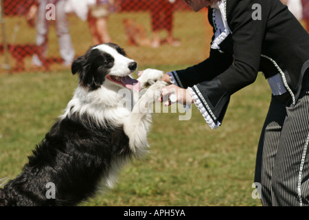 Hundeausstellung, Vancouver, Kanada Stockfoto