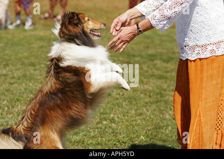 Hundeausstellung, Vancouver, Kanada Stockfoto