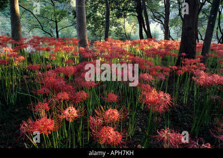 Lycoris Feld Kinchakuda in der Präfektur Saitama Hidaka Stockfoto