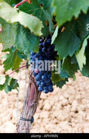 Nahaufnahme der Tempranillo-Traube an Rebstöcken Rioja Alavesa Spanien Stockfoto