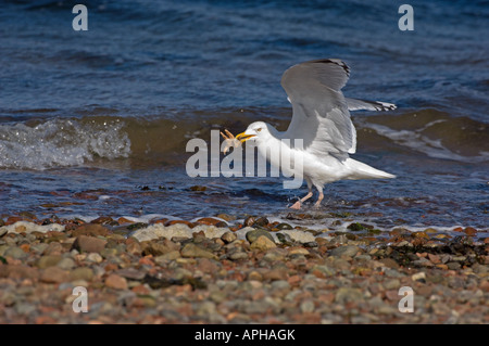 Silbermöwe (Larus Argentatus), Erwachsene Essen gemeinsame Seestern (Asterias Rubens) Stockfoto