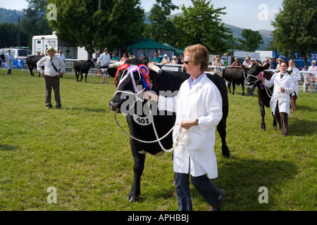 Parade der Champion preisgekrönten Vieh auf die drei Landkreise zeigen, Malvern, Worcestershire Stockfoto