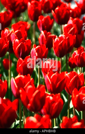 Nahaufnahme von schöne rote Tulpe Blumen Stockfoto