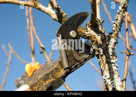 Stock Foto von einem Obstbaum beschnitten im Winter Stockfoto