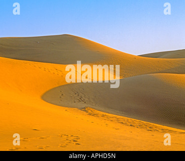 Sand-Gebühren in der Thar-Wüste in der Nähe von Jaisalmer, Rajasthan, Indien Stockfoto
