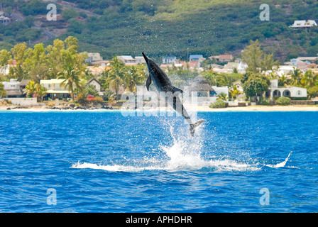 Jumpin der Küste von Mauritius - Tierwelt an der Küste von Mauritius, Springender Delfin Delphin Stockfoto