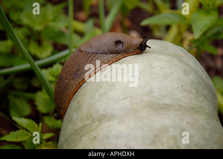 Großer roter slug Arion Rufus auf grüne Kürbis. Stockfoto