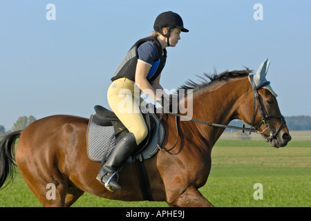 Junger Fahrer mit einem Reiten Hut und einen Körperschutz im Galopp auf Rückseite ein Pferd American Standard gezüchtet Stockfoto